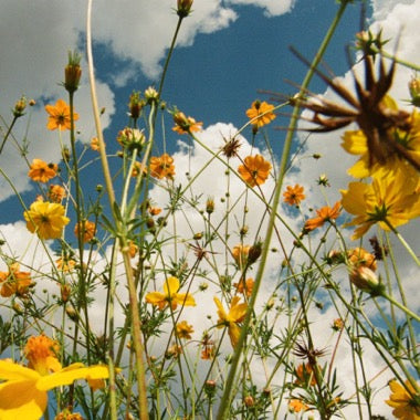Tasha - You Are Spring! - New LP Record 2026 Bayonet Yellow Wildflower Vinyl - Indie Rock / Folk