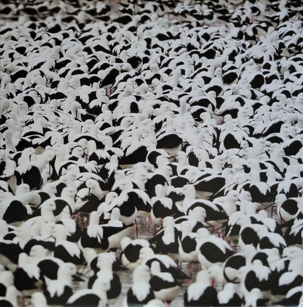 Stella Donnelly – Flood - New LP Record 2022 Secretly Canadian Secretly Society Club Edition Blue Frosted Vinyl & Download - Indie Pop / Indie Rock - Shuga Records