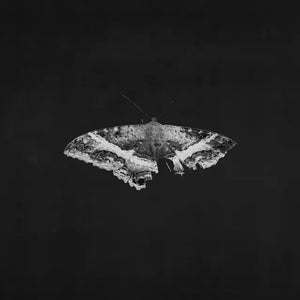 Kendrick Lamar - To Pimp A Butterfly (10 Year Anniversary Kendrick Lamar - To Pimp A Butterfly (10 Year Anniversary