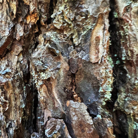 Selexia / Snowbeasts - Split Tape - New Cassette 2025 No Sides Black Tape - Chicago Experimental Electronic / Darkwave / Industrial - Shuga Records