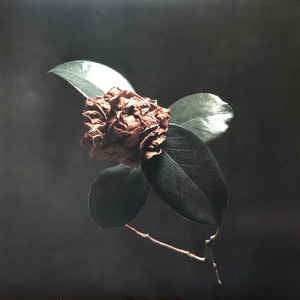 St. Paul & The Broken Bones ‎– Young Sick Camellia - New Lp Record 2018 USA Vinyl & Download - Soul / Funk