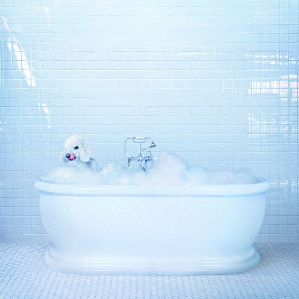 Frankie Cosmos - Vessel - New Lp Record 2018 USA Sub Pop Loser Edition Blue Vinyl & Download & Poster - Indie Rock / Pop - Shuga Records
