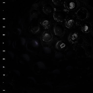 Crumb – Ice Melt - New LP Record 2021 Crumb Vinyl - Indie Rock / Psychedelic