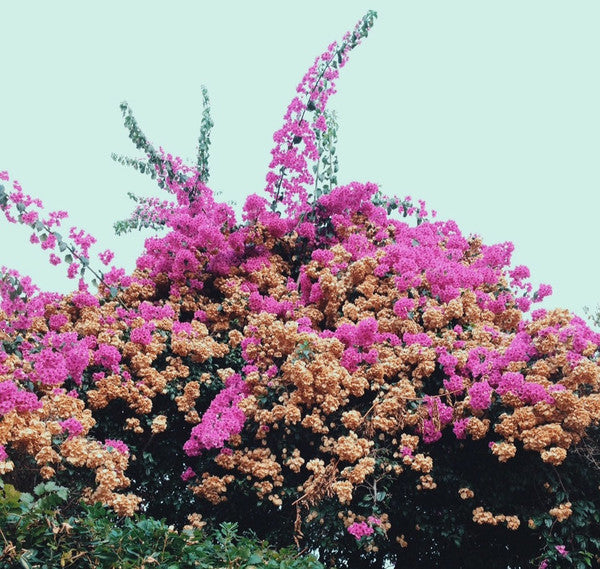 Jay Som - Turn Into - New Lp Record 2016 Polyvinyl USA 180 gram Fuschia Vinyl & Download - Pop Rock / Lo-Fi - Shuga Records