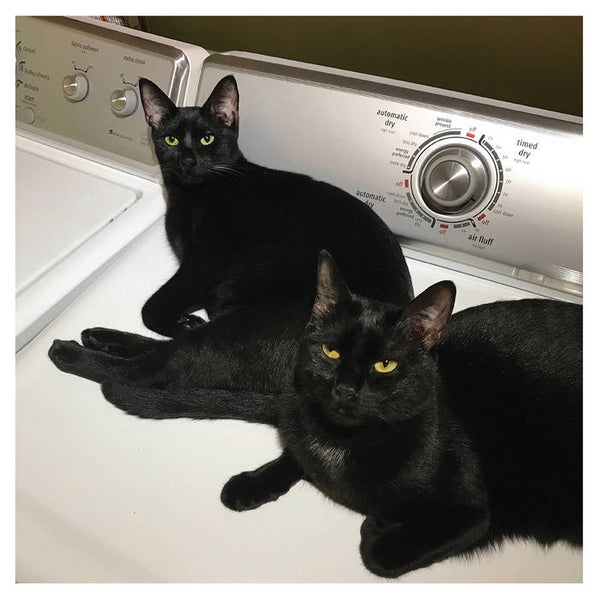 Sam Prekop and John McEntire - Sons Of - Mint- LP Record 2023 Thrill Jockey White Vinyl - Chicago Electronic / Minimal / Techno - Shuga Records